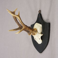 Antique Red Deer Trophy on Wooden Plaque, Black Forest Germany, 1878