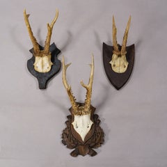 Set of Thirteen Roe Deer Trophies on Wooden Plaques Germany ca.1900-1930s