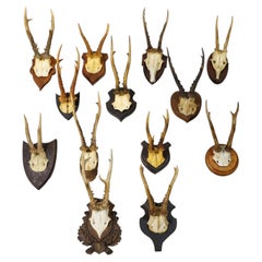 Set of Thirteen Roe Deer Trophies on Wooden Plaques Germany ca.1900-1930s