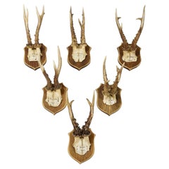 Set of Six Antique Roe Deer Trophies on Wooden Shields, Germany 1896/1897