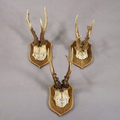 Set of Six Antique Roe Deer Trophies on Wooden Shields, Germany 1896/1897