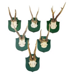 Vintage Set of Six Roe Deer Trophies on Green Wooden Plaques Germany ca.1950s