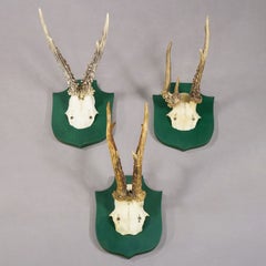 Vintage Set of Six Roe Deer Trophies on Green Wooden Plaques Germany ca.1950s