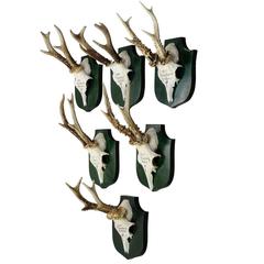 Six Deer Trophies on Plaques from Palace Salem, Germany