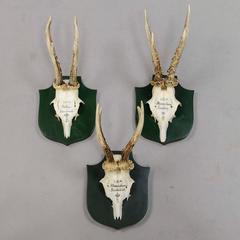 Six Deer Trophies on Plaques from Palace Salem, Germany