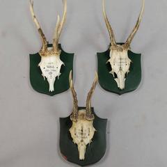 Six Deer Trophies on Plaques from Palace Salem, Germany