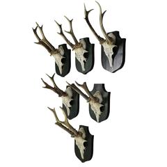 Six Deer Trophies on Plaques from Palace Salem, Germany