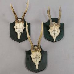 Six Deer Trophies on Plaques from Palace Salem, Germany
