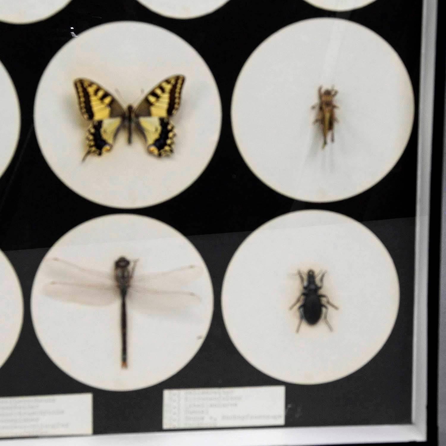 School Teaching Display Forms of Insects, circa 1960 In Excellent Condition In Berghuelen, DE