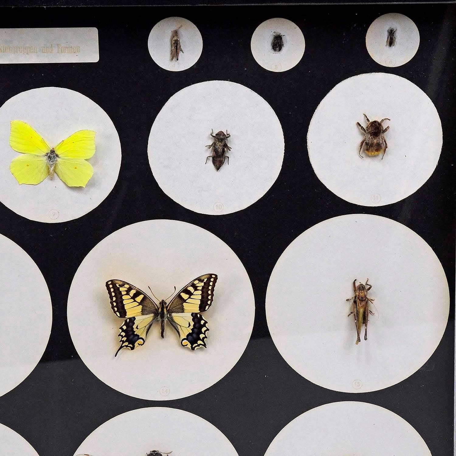 Mid-Century Modern School Teaching Display Forms of Insects, circa 1960