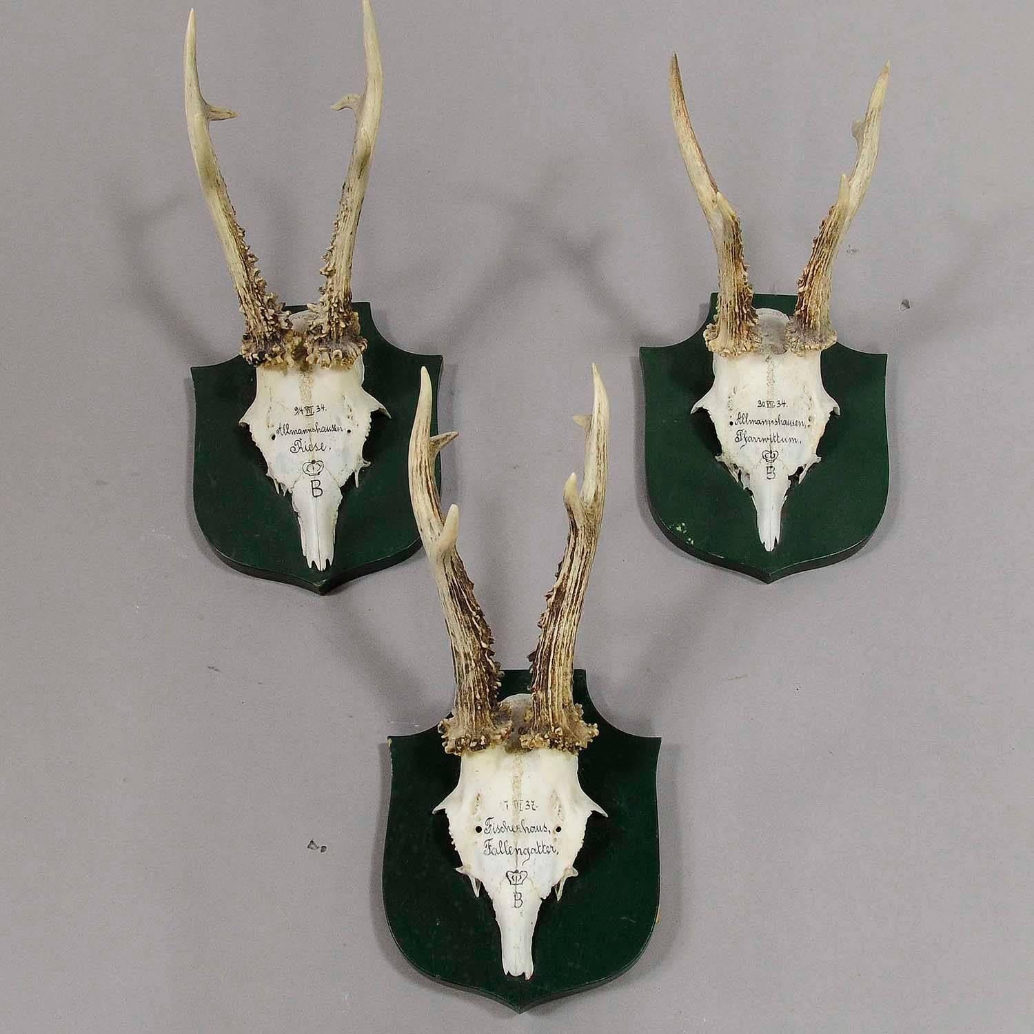 Rustic Great Deer Trophies on Plaques from Palace Salem, Germany