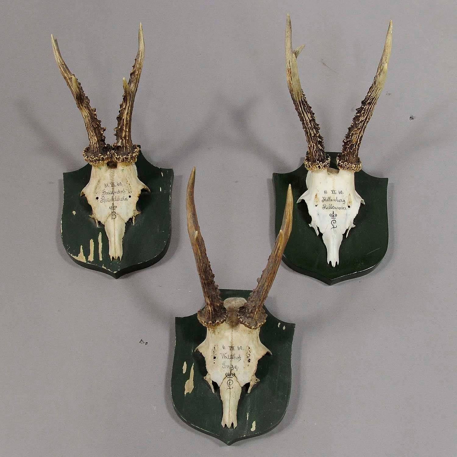 A set of six antique black forest deer trophies on wooden plaques. Remaining from the stately home of palace Salem in South Germany. All trophies were shot by members of the family of Margrave Maximilian of Baden. Handwritten inscriptions on the
