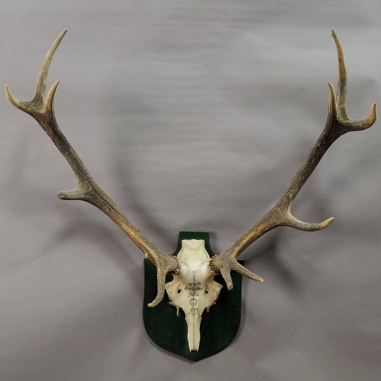 A large 12 pointer Black Forest deer trophy from the palace of Salem in south Germany. Shot by a member of the lordly family of Badenin, 1943. Handwritten inscriptions on the skull with, place of the hunt, date and family crest. Mounted on a wooden