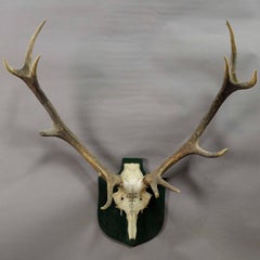 Antique Black Forest Deer Trophy from Salem, Germany, 1943 Hopsreben Stelle