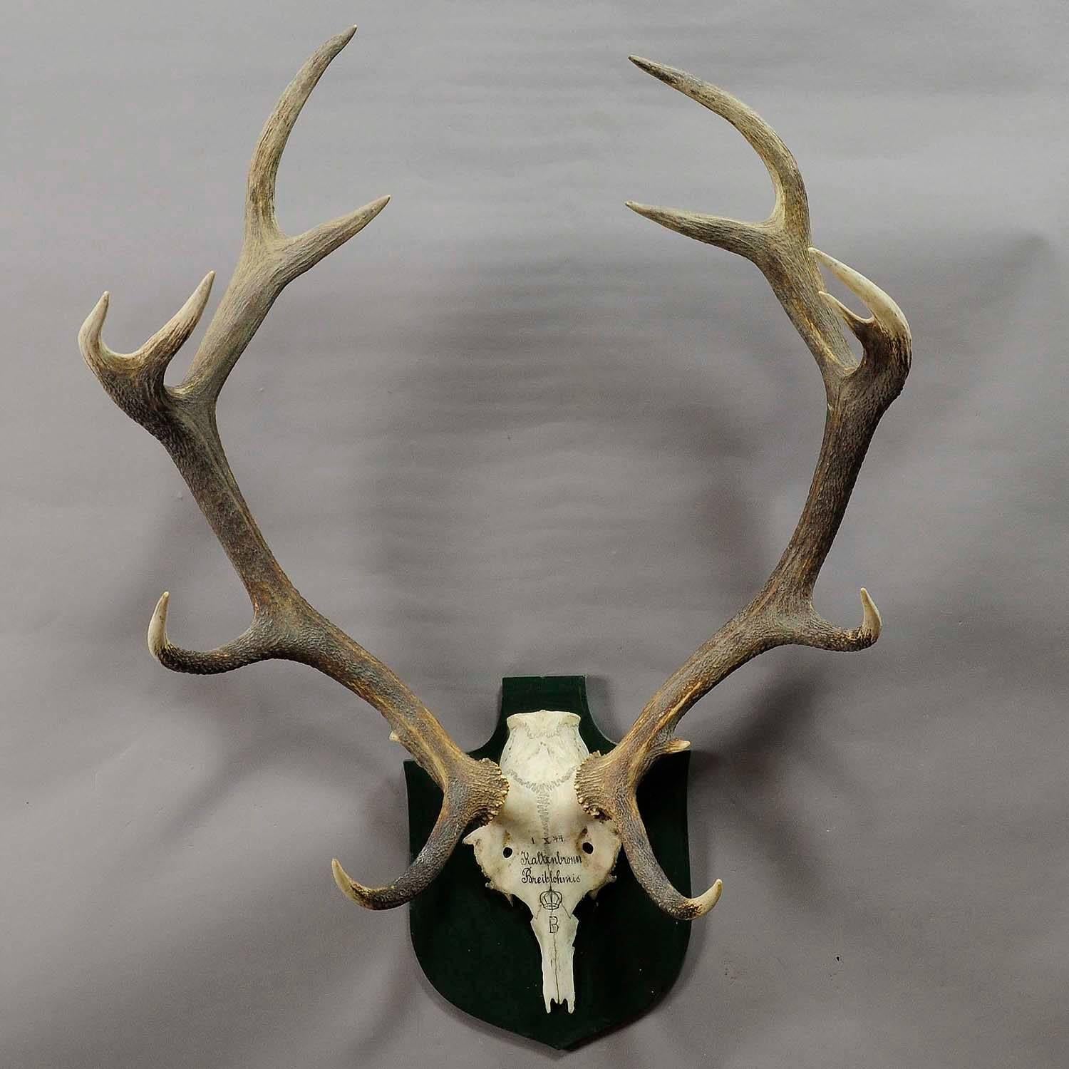 A great 14 pointer black forest deer trophy from the palace of Salem in south Germany. Shoot by a member of the lordly family of Badenin, 1944. Handwritten inscriptions on the skull with, place of the hunt and date 1944. Mounted on a wooden plaque,