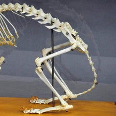 Vintage Cat Skeleton Model for Class, circa 1950