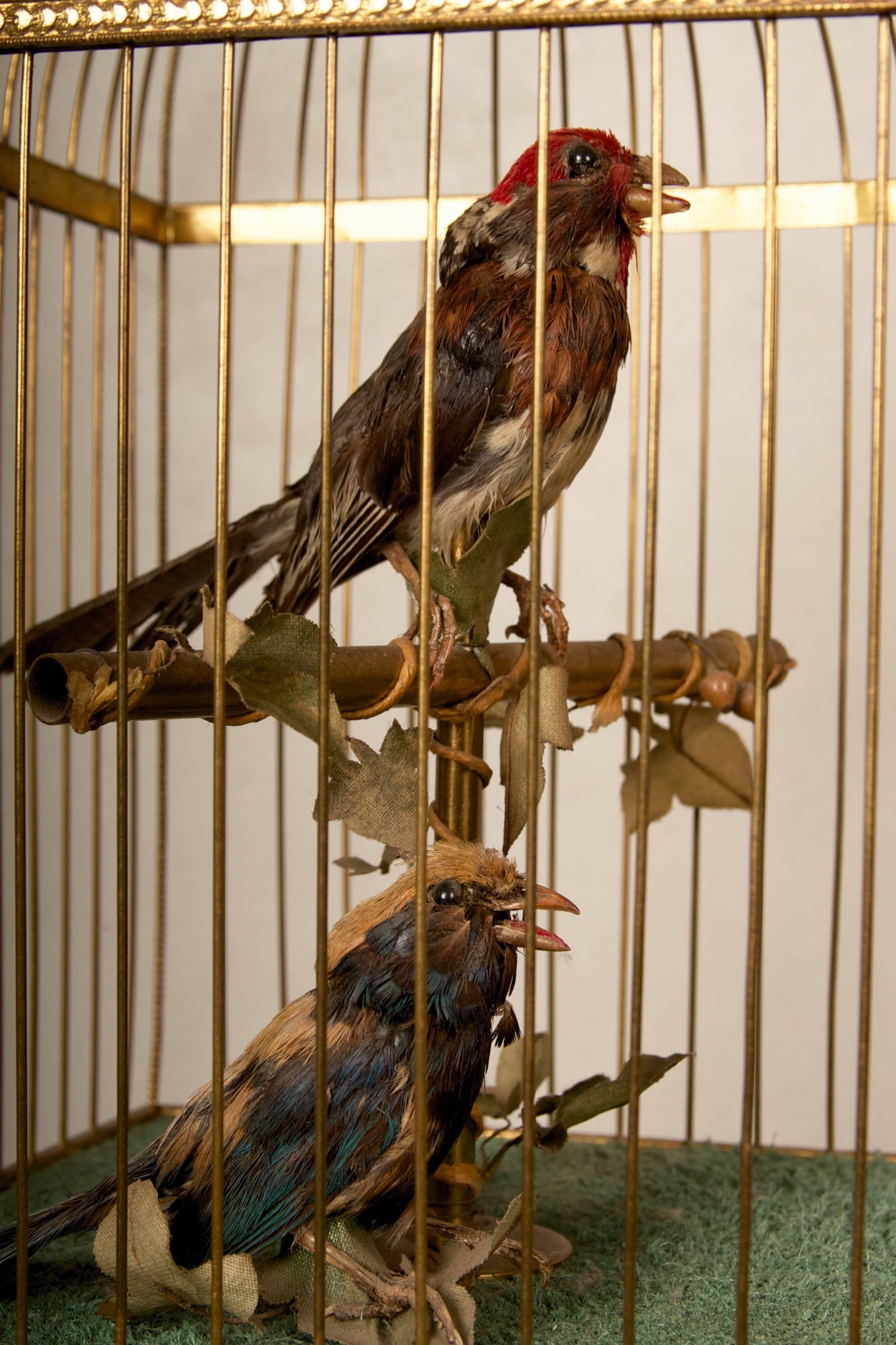 Late 19th Century French Automation Singing Birds in giltwood and brass cage In Excellent Condition In San Francisco, CA