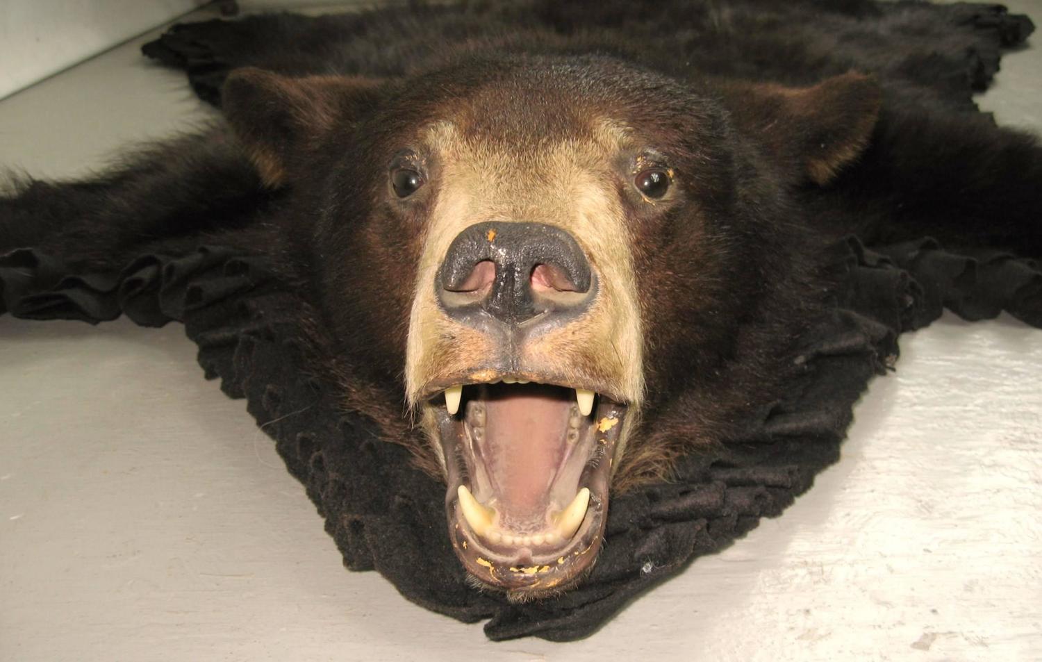 1960s Taxidermy Mounted Backed Brown Bear Skin Rug For Sale at 1stdibs