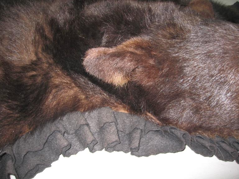 1960s Taxidermy Mounted Backed Brown Bear Skin Rug For Sale at 1stdibs