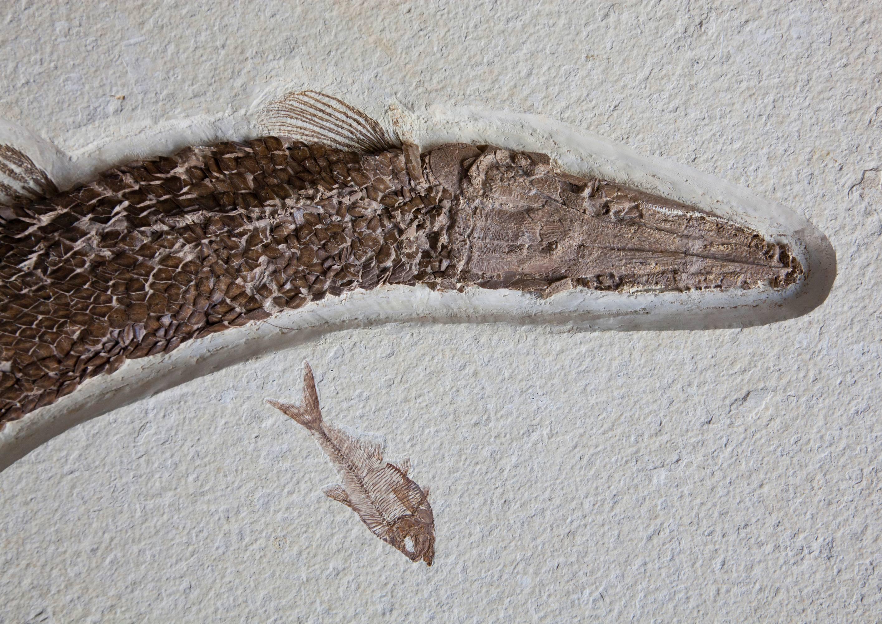 American Rare Fossil Garfish, United States. Preserved Scales. 55 Million Years Old