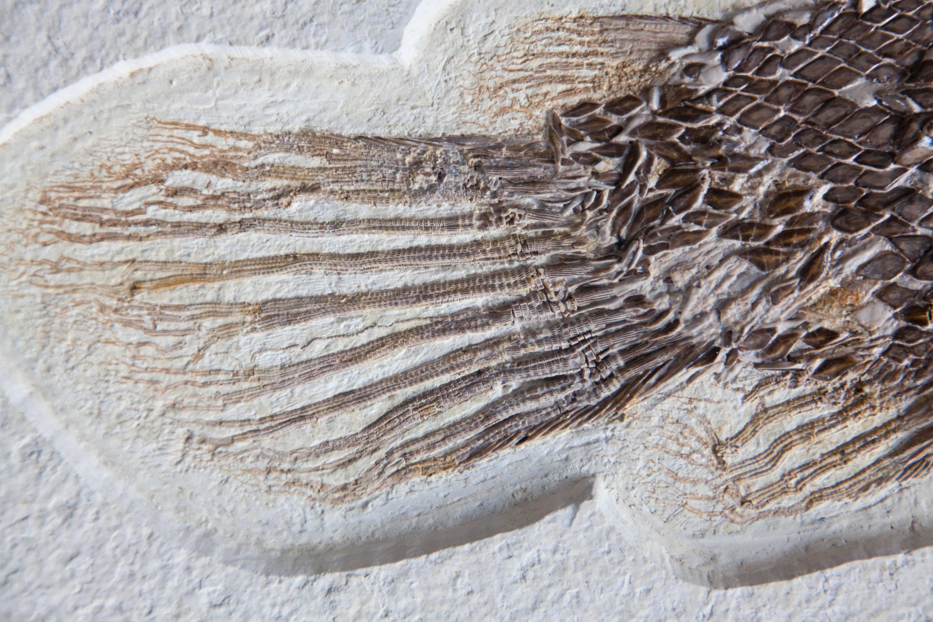 gar fish fossil