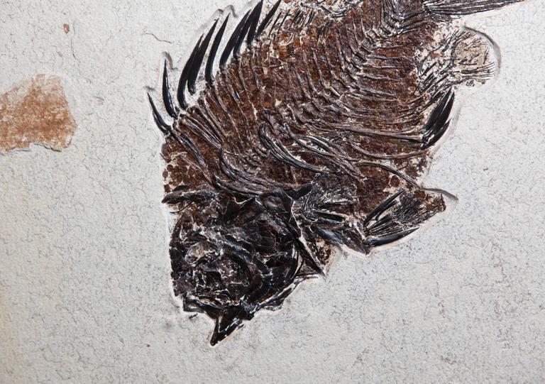 American Fossil Fish Plate, Giant Priscacara. United States. 55 Million Years Old. For Sale