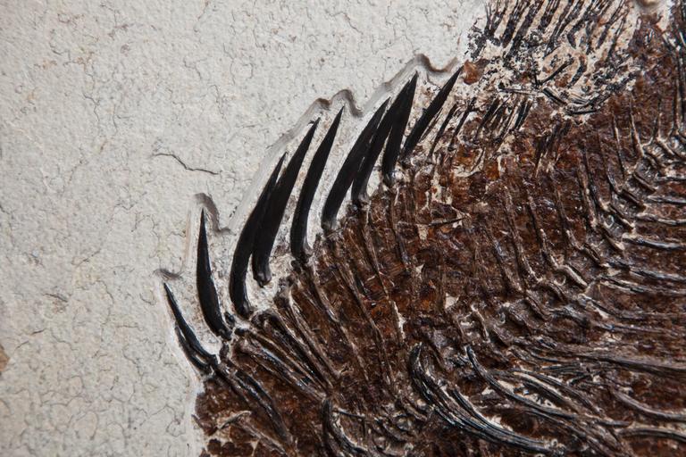 Fossil Fish Plate, Giant Priscacara. United States. 55 Million Years Old. In Excellent Condition For Sale In London, GB