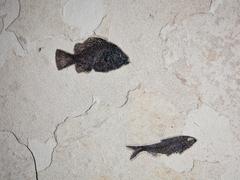 Panoramic Fossil Fish Plaque
