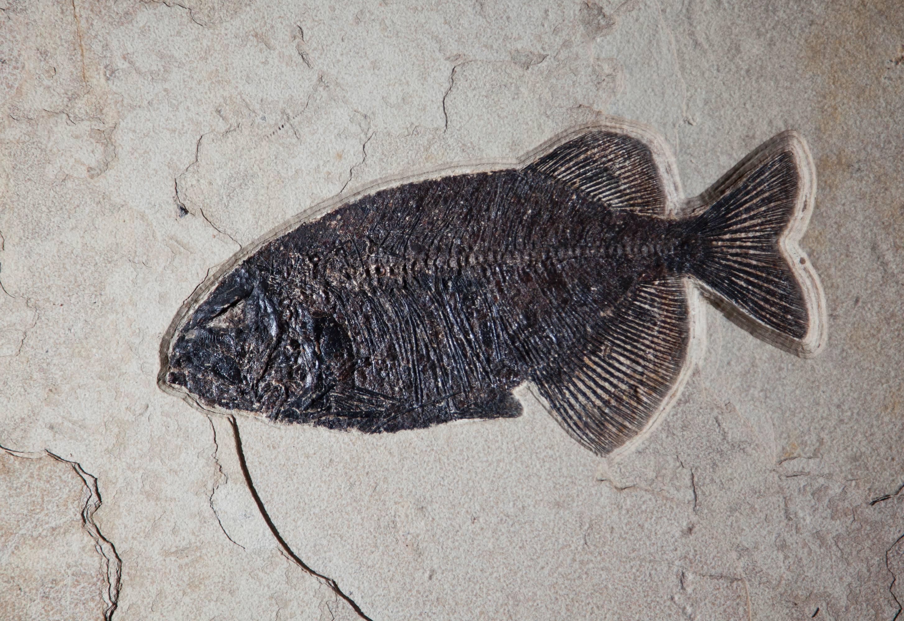 American Panoramic Fossil Fish Plaque