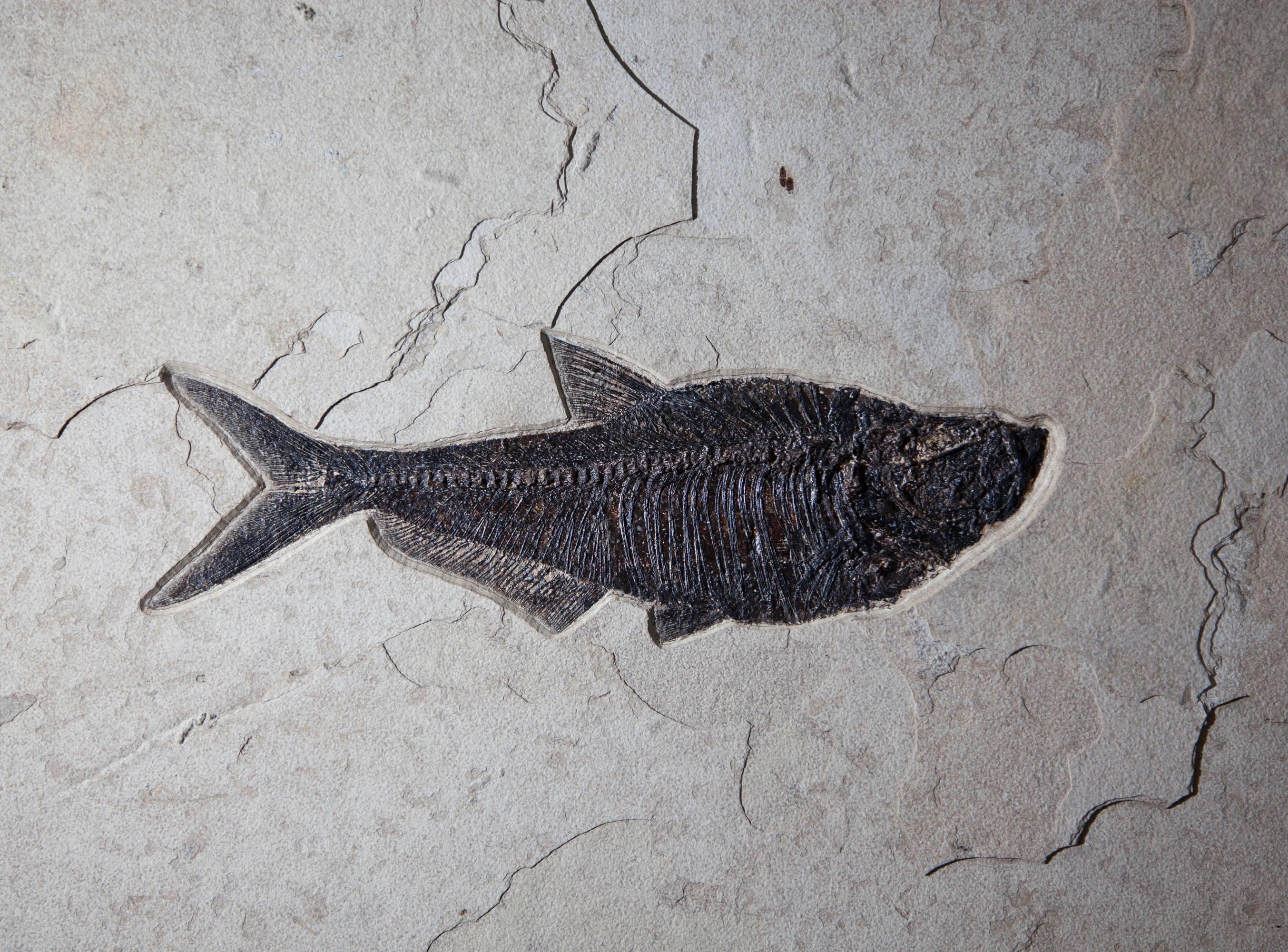 Panoramic Fossil Fish Plaque In Excellent Condition In London, GB