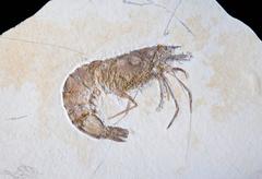 Large Fossil Shrimp Plate