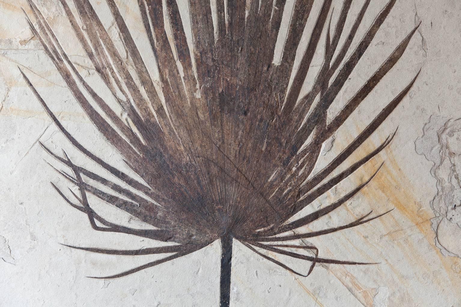 Giant Palm Frond Fossil, United States. Eocene Era.

Not only the age, but the sheer size and level of detail preserved makes this palm frond one of the most impressive in our collection. The palm frond was alive around 55 million years ago, in the