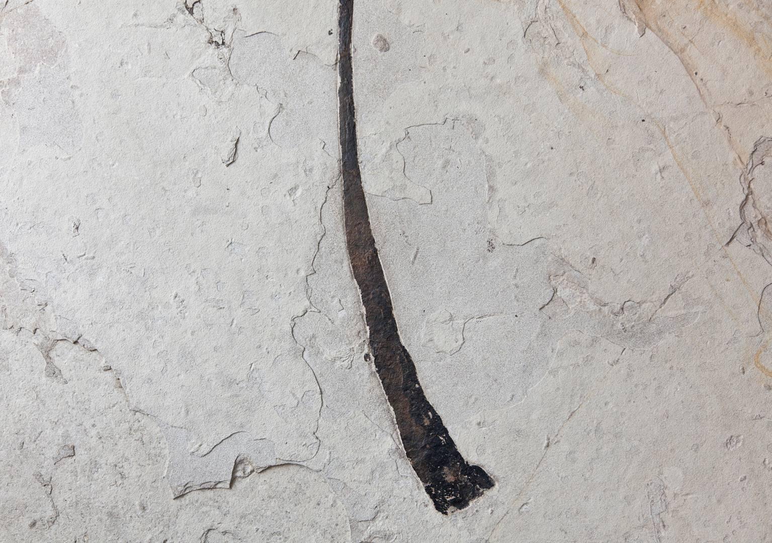 American Giant Palm Frond Fossil, United States. Eocene Era