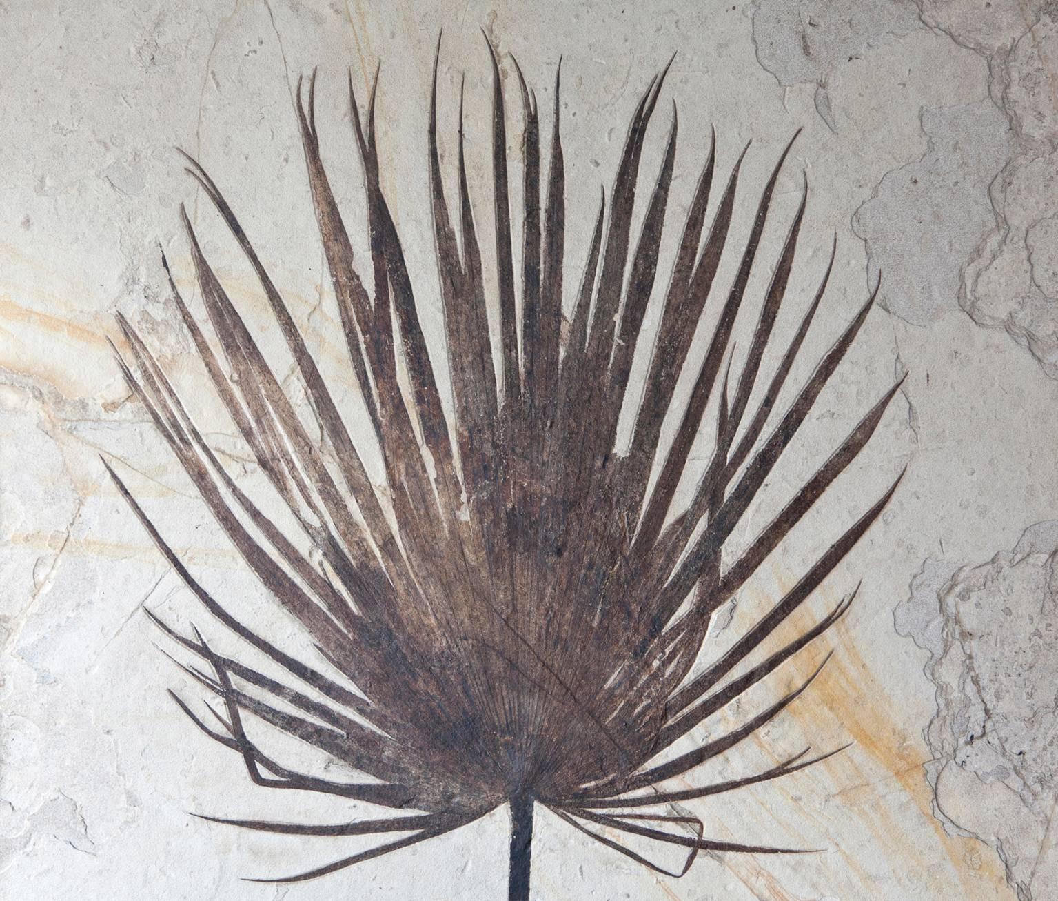 Giant Palm Frond Fossil, United States. Eocene Era In Excellent Condition In London, GB