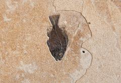 Giant Panoramic Fish Plate