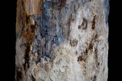 Rare Fossilised Wood Plinth