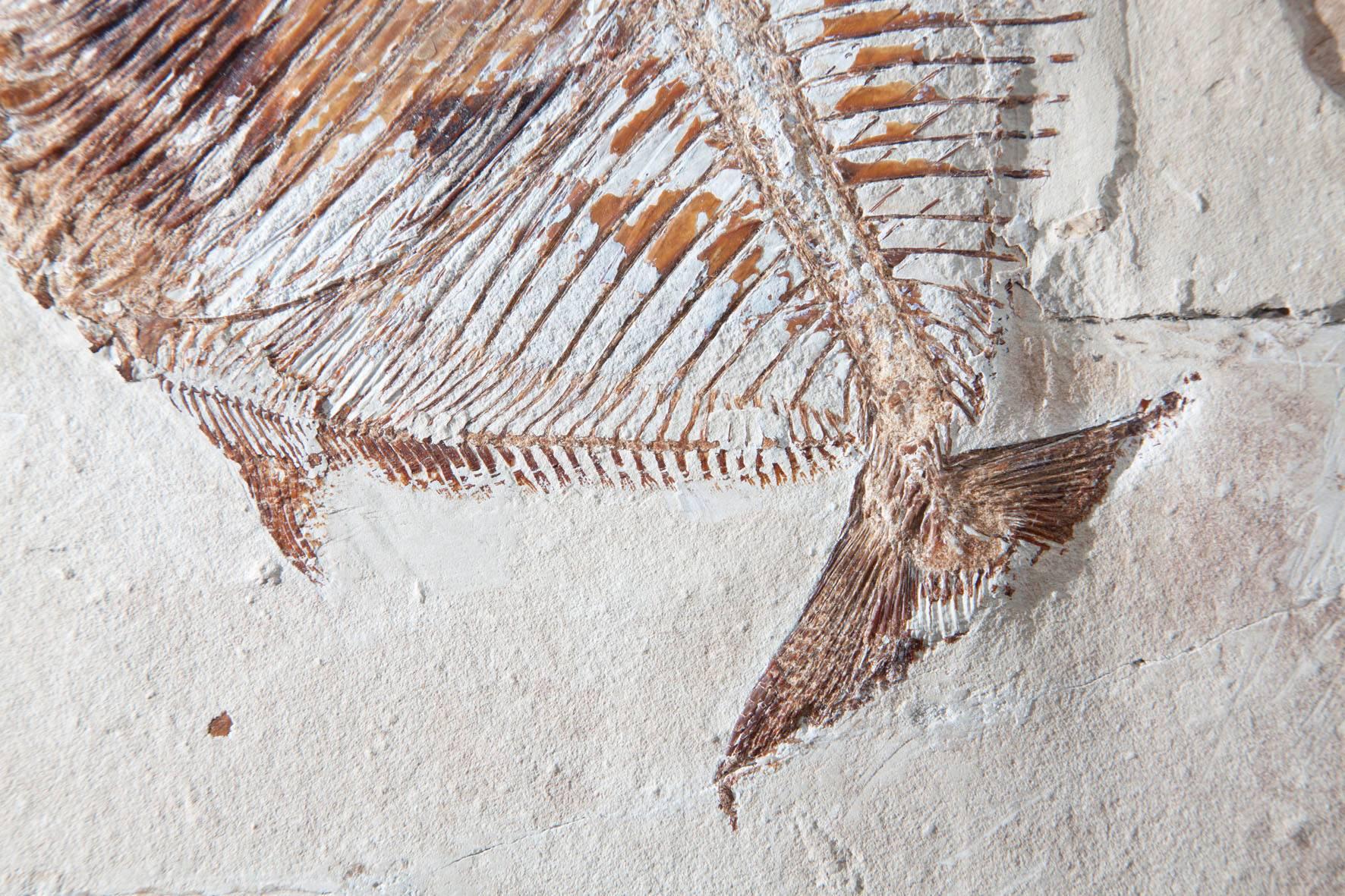 fossil fish lebanon