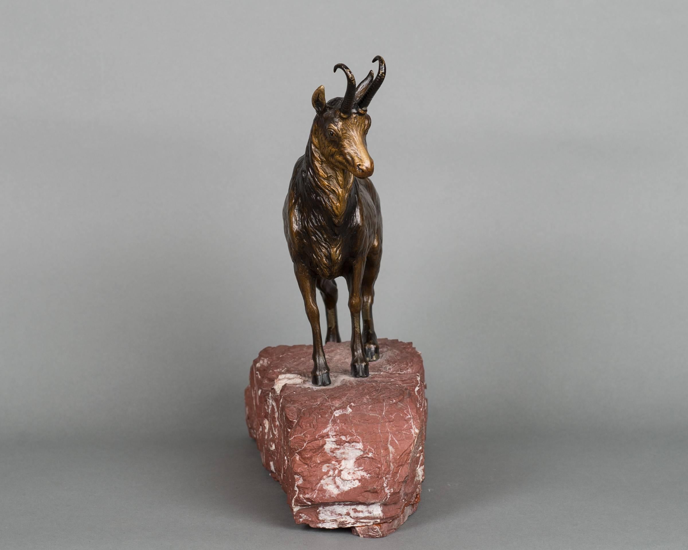 A very realistic, detailed multicolored Vienna bronze of mountain goat mounted on the red marble base with white stripes, circa 1890.