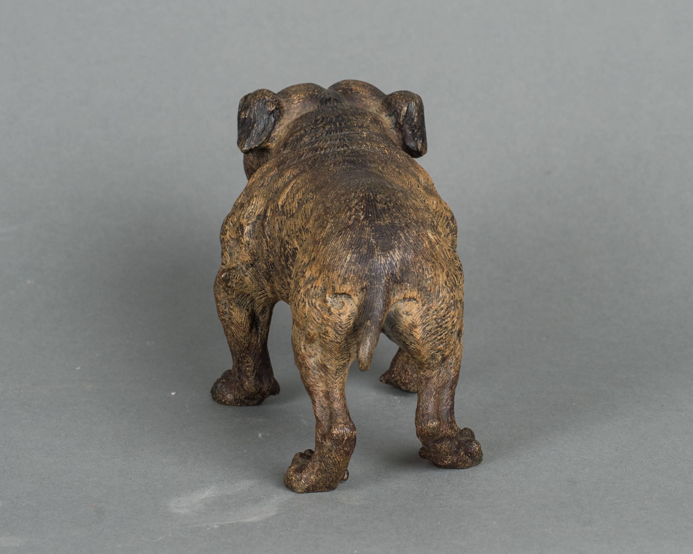 A beautiful Vienna cold painted bronze of a pug dog. The very realistic colors and details, the expression and the posture of the dog is very charming and engaging.