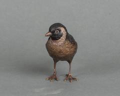 Charming Multicoloured Vienna Finch Bird Bronze, Late 19th Century