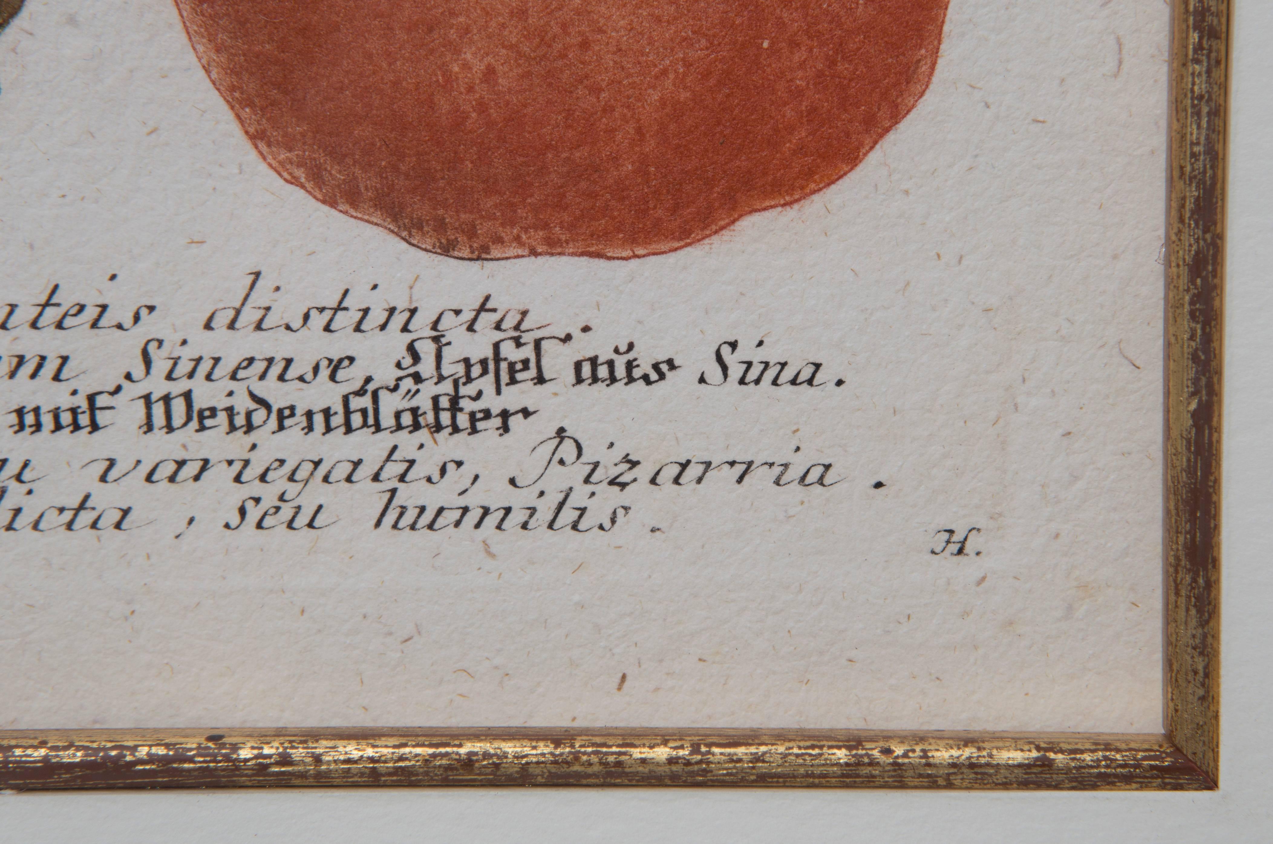 Weinmann Botanical Prints, 1745 3
