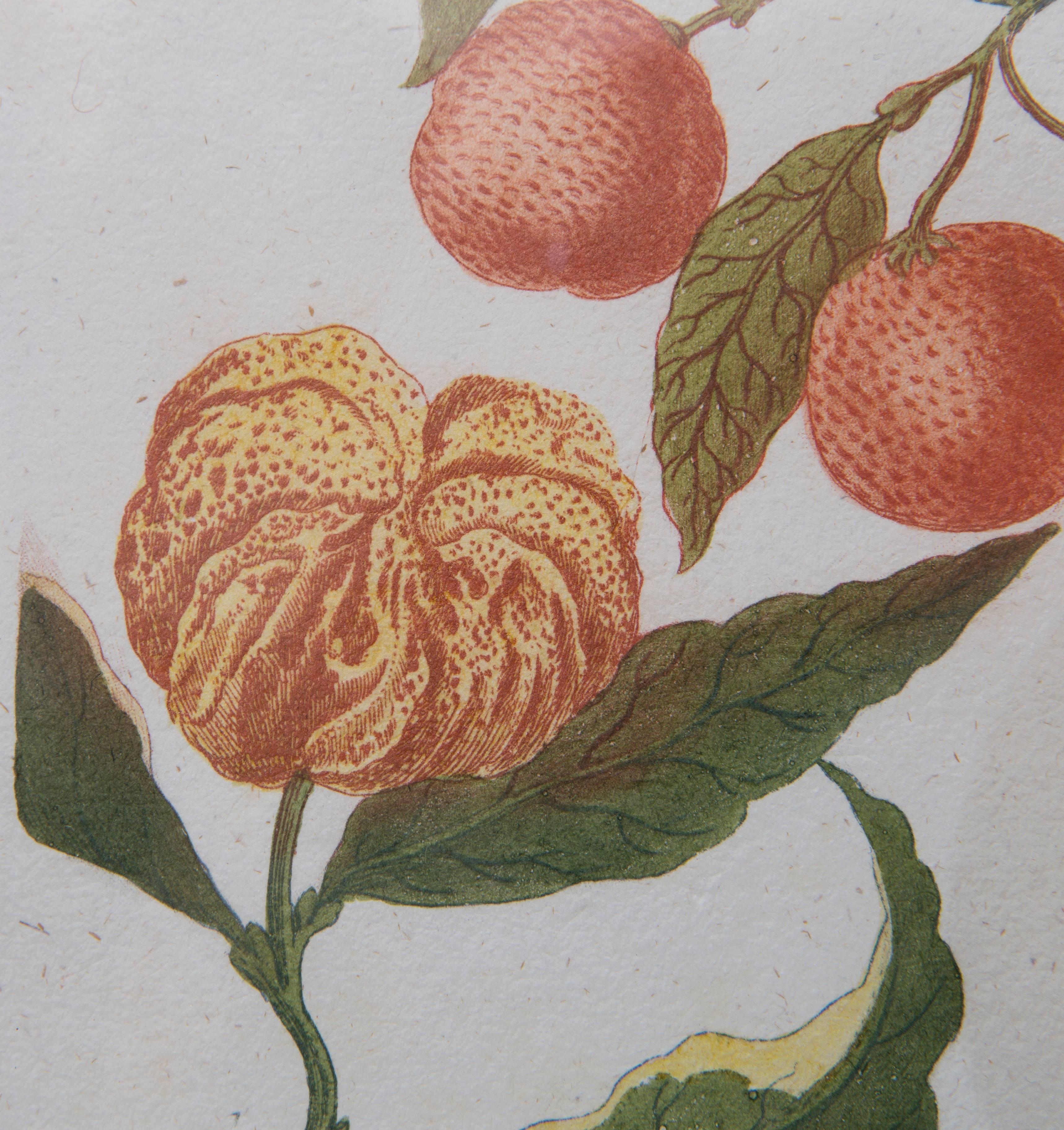 18th Century Weinmann Botanical Prints, 1745