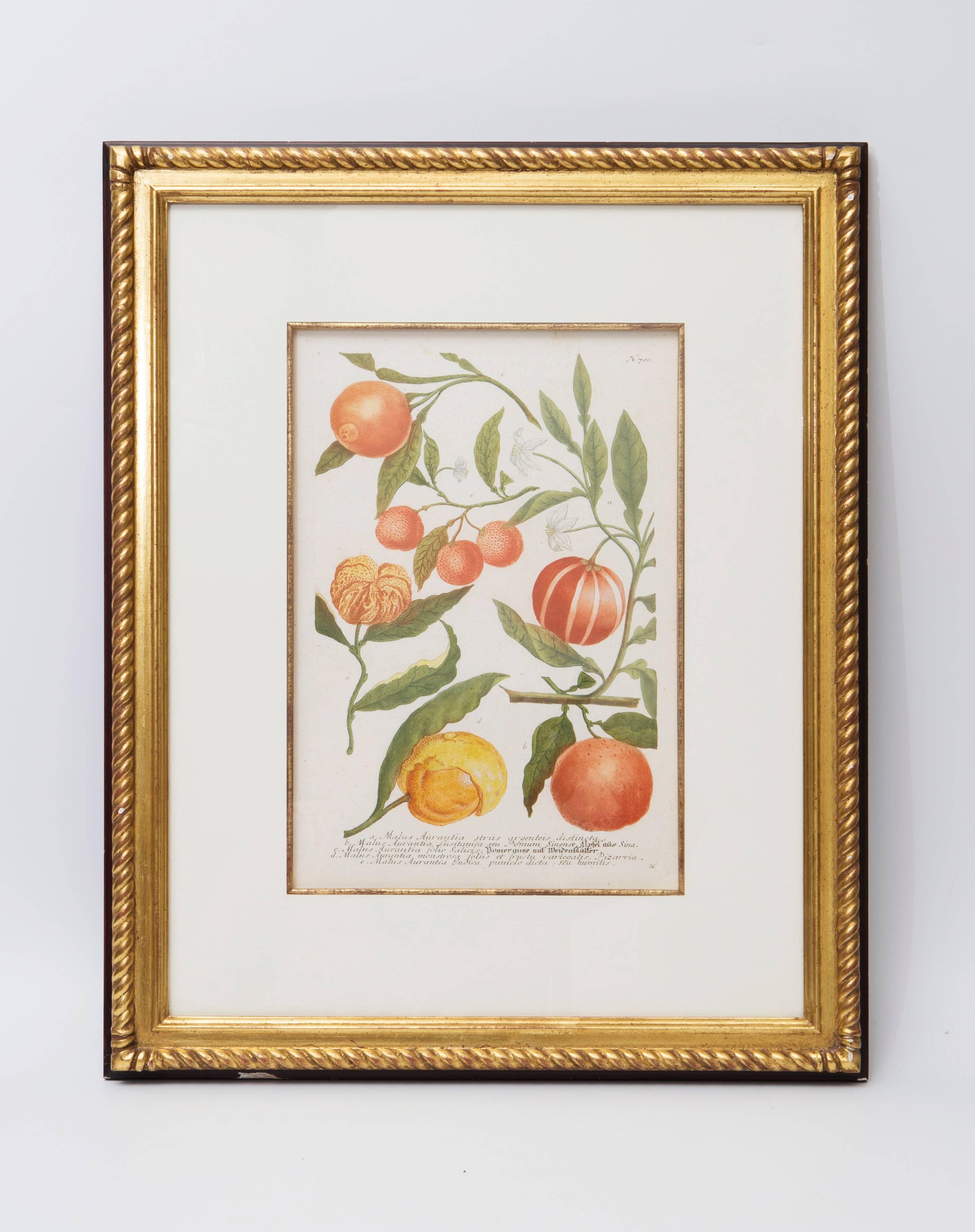 Beautiful pair of botanical Weinmann prints with frames.