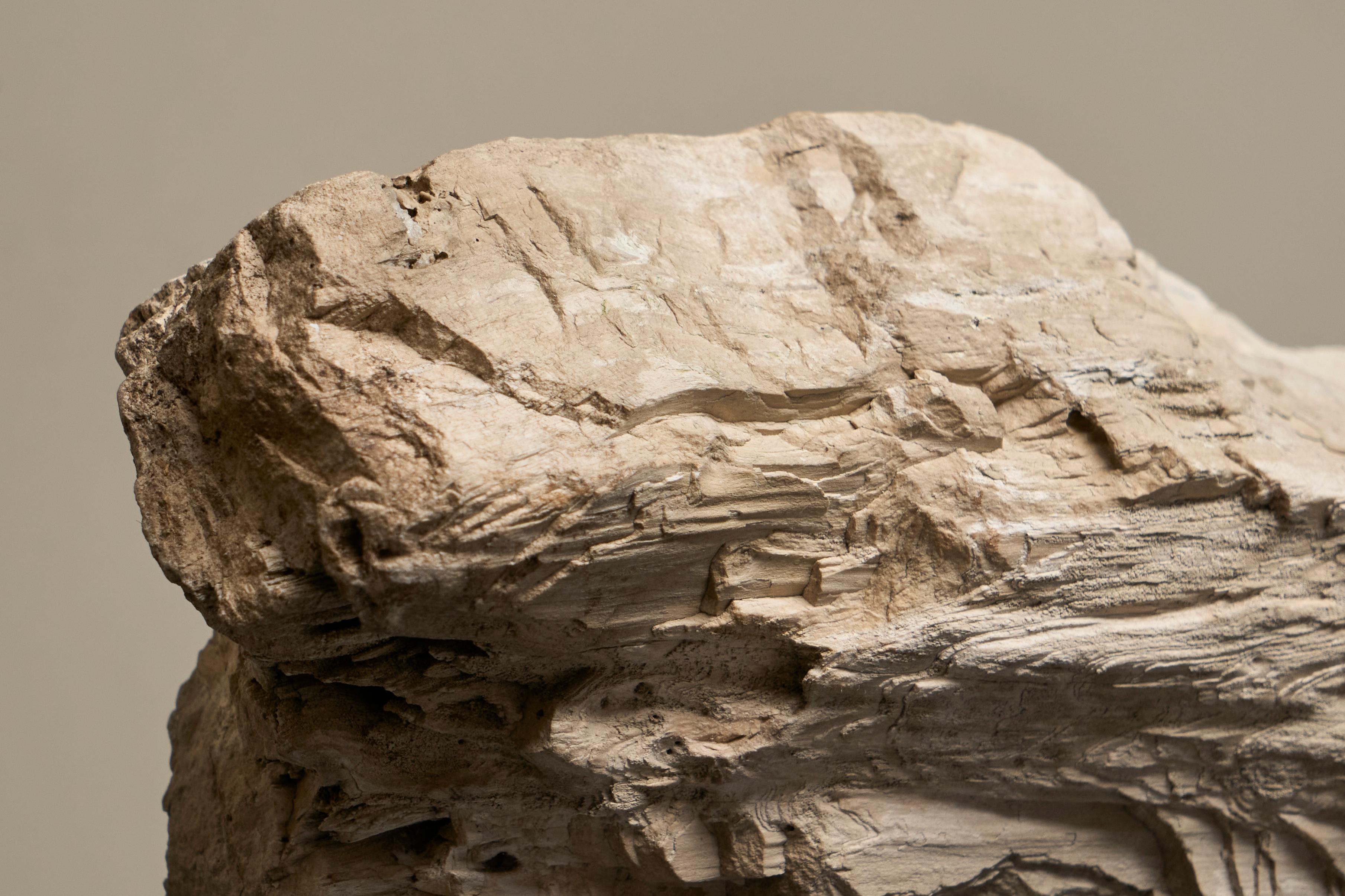Grande pezzo preistorico Nature di Wood pietrificato in vendita 1