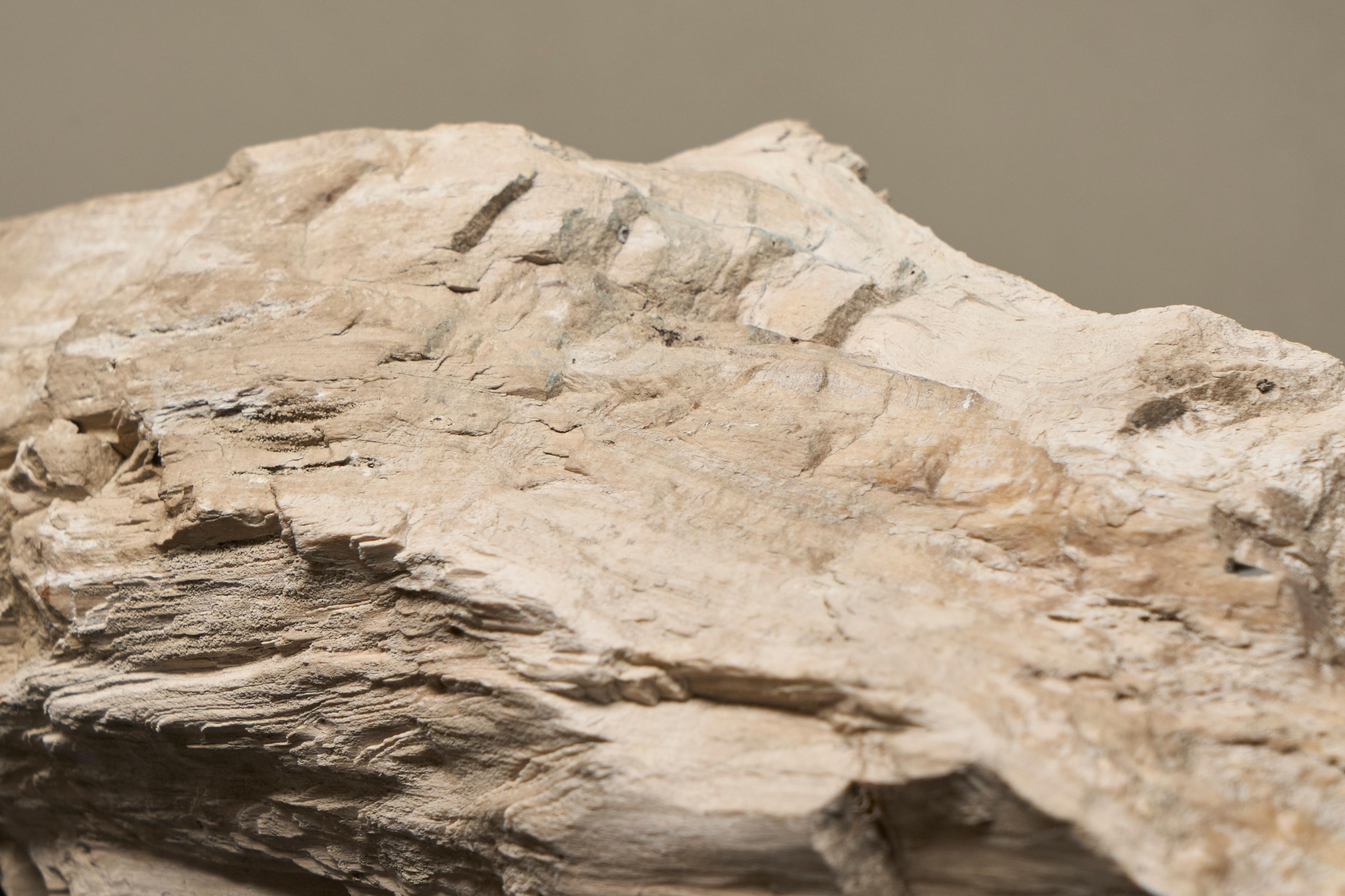 Fino al XVIII secolo Grande pezzo preistorico Nature di Wood pietrificato in vendita