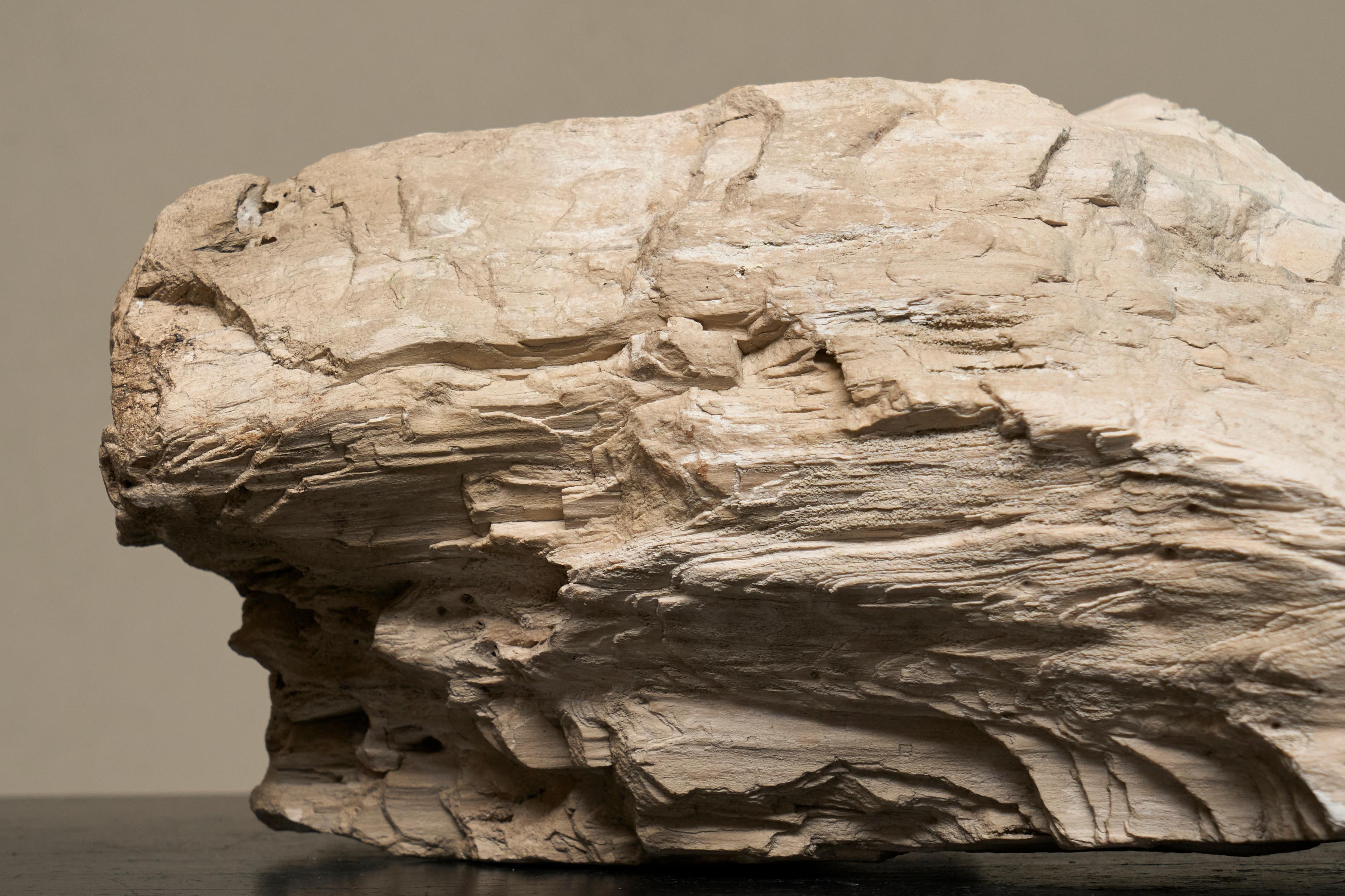 Legno Grande pezzo preistorico Nature di Wood pietrificato in vendita