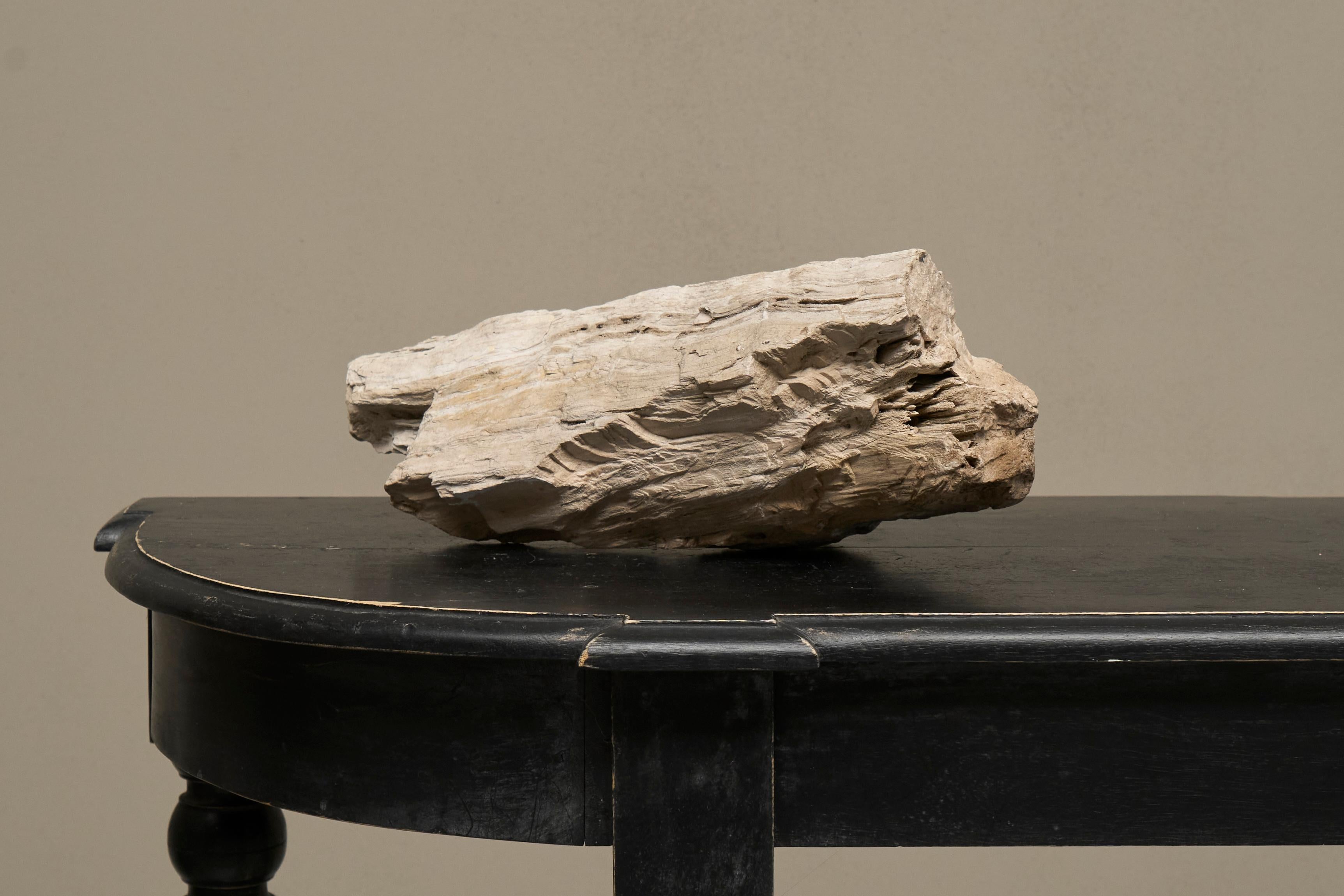 Grande pezzo preistorico Nature di Wood pietrificato in vendita 7