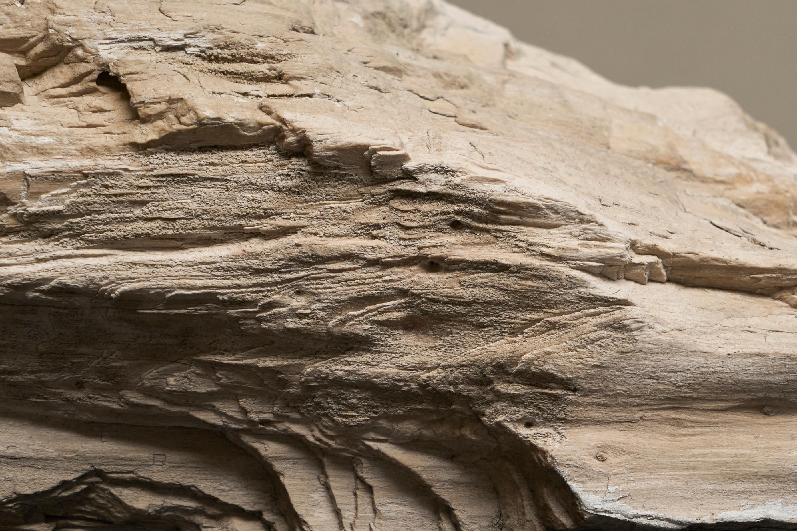Grande pezzo preistorico Nature di Wood pietrificato in vendita 4