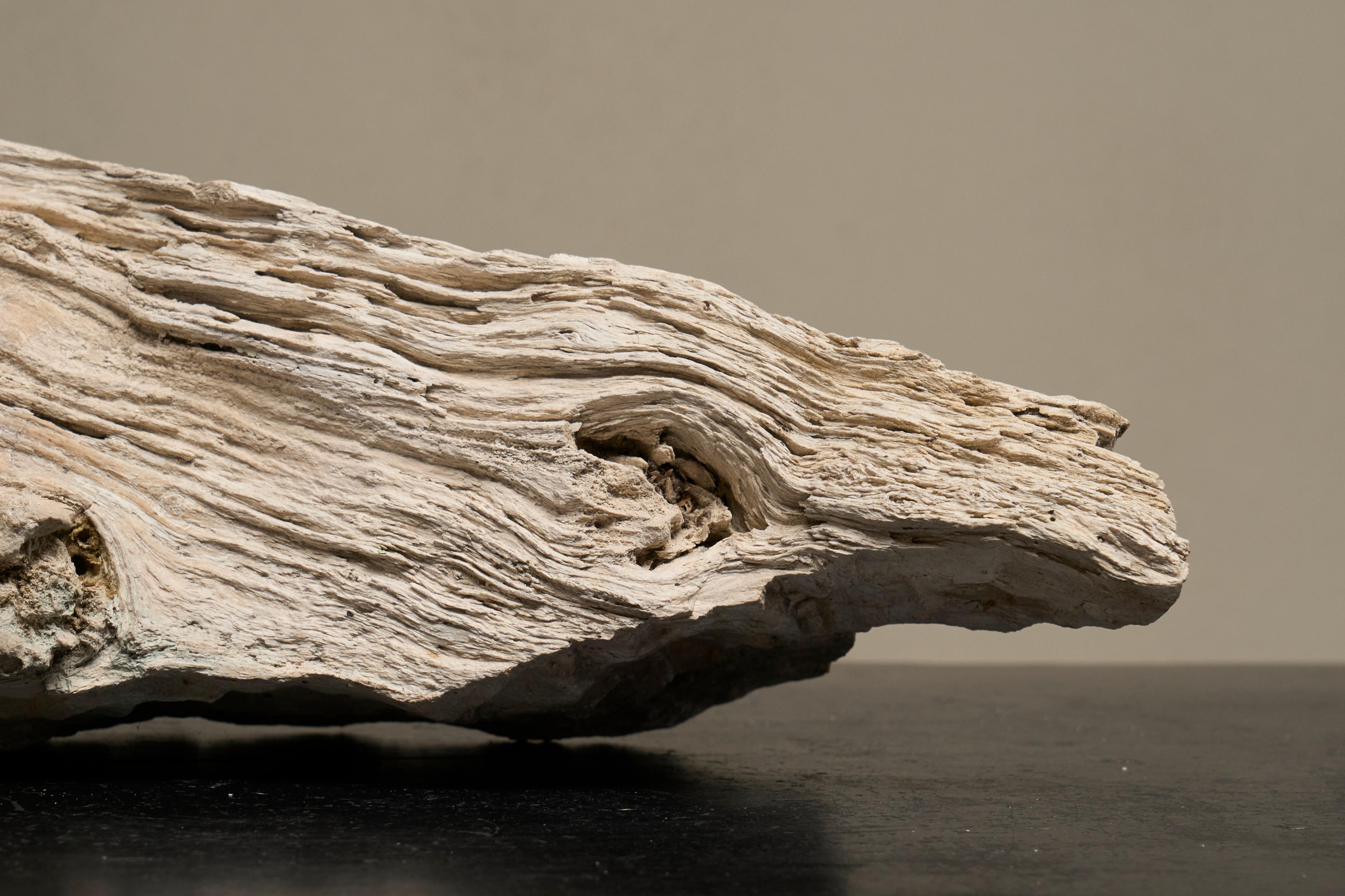 Grande pezzo preistorico Nature di Wood pietrificato in vendita 6