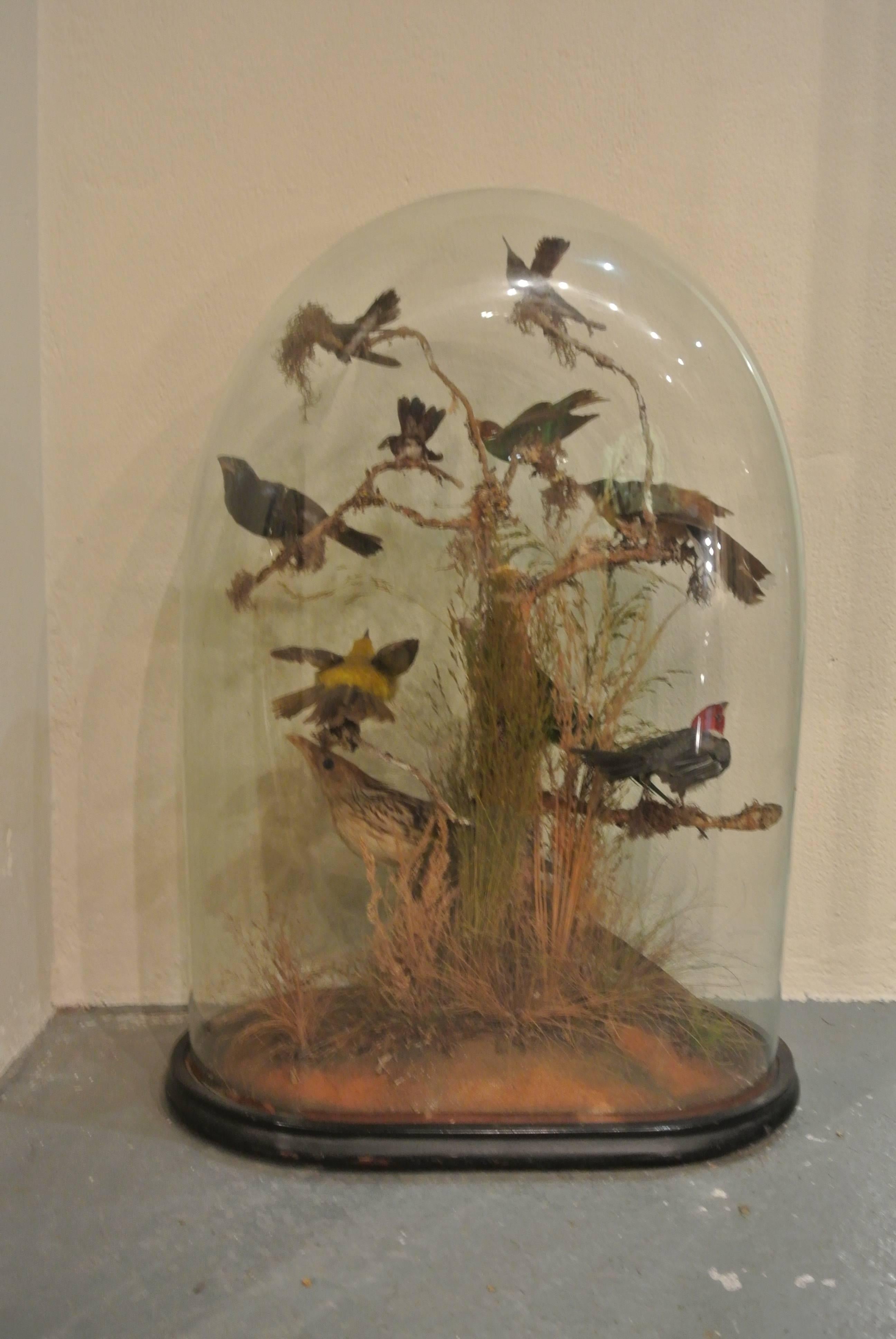 English 19th Century Collection of Tropical Birds